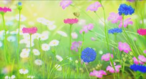 The Colors Within - Screenshot #1