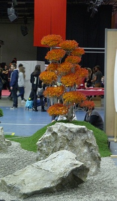 Un arbre, des rochers... Ca y est, j'suis au Japon !